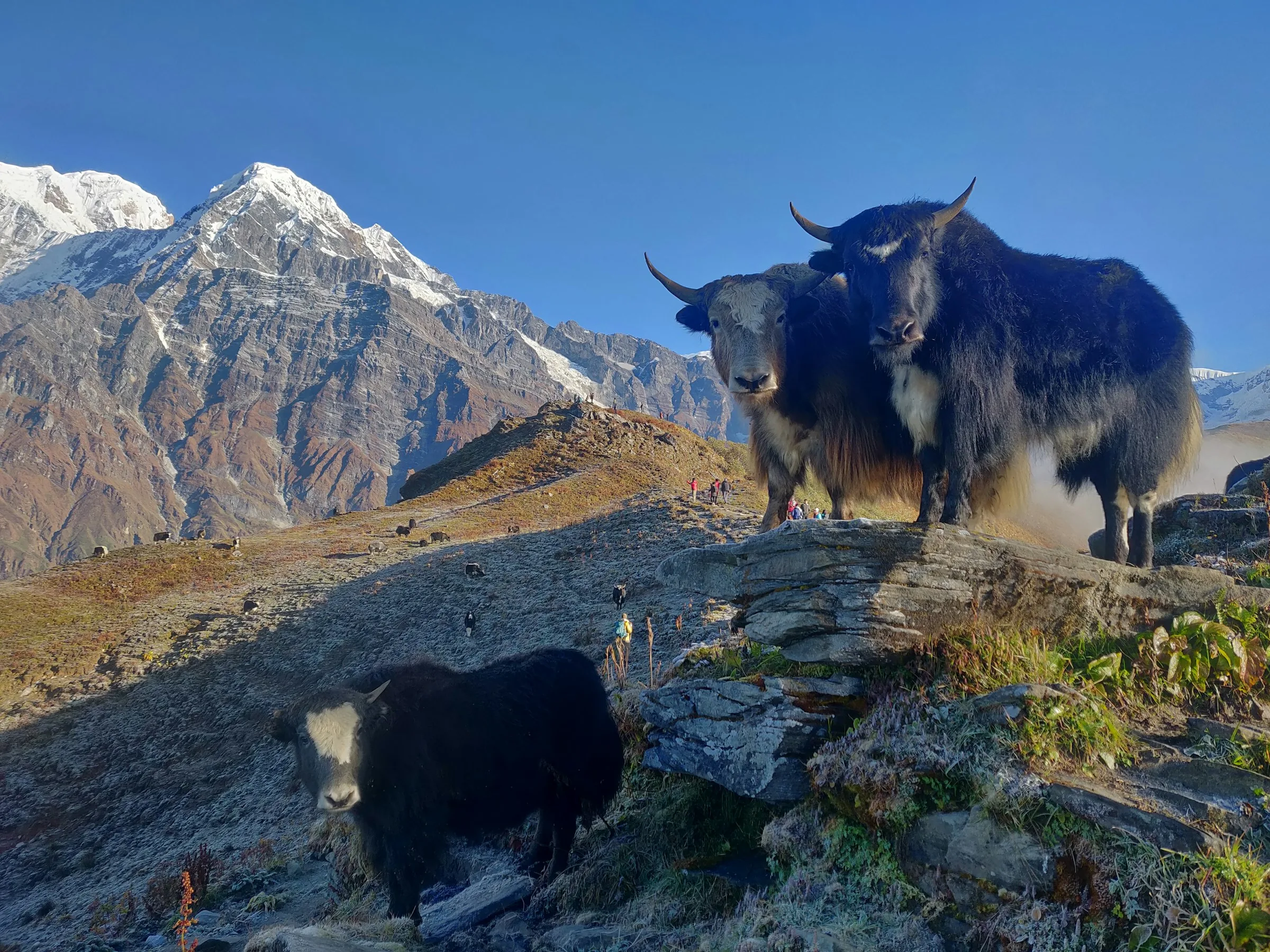 Mardi Himal independent trek: route, costs and permits